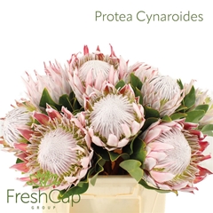 Protea Cynaroides 40cm