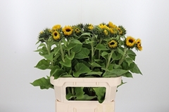 Helian An Sunrich Or 80cm 23