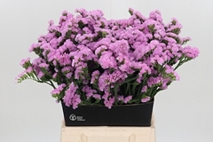 Lim S Rosel Su Birds 50cm 25gram