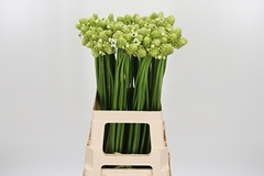 Ornit Arabicum 65cm