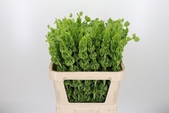 Moluccella Piece 80cm