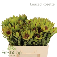 Leucad Rosette 50cm
