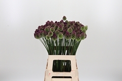 Allium Sphaerocephal 65cm