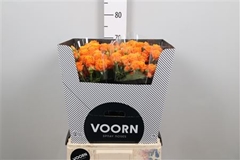 R Tr Coral Bubbles 70cm 55+