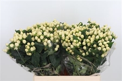 Hyp Mag White Prince 40cm