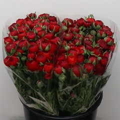 Ran Elegance Red 40cm 33gram