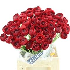 Ran Su Tango 45cm 60gram