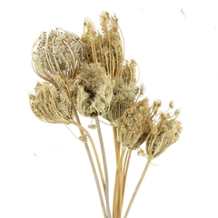 Dried Flowers 100 Gram 50cm