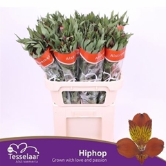 Alstr Hiphop 75cm 55gram