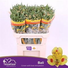 Alstr Bali 75cm 60gram
