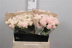 R Tr Rlm Fatal Attra 60cm 45+