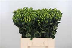 Hyper Mag Green Reviva 50cm