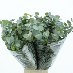 Euca Cinerea P Bunch 75cm 400gram