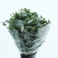 Euca Cinerea P Bunch 75cm 300gram