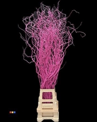 Salix 130cm Cerise