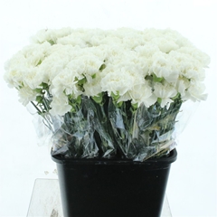 Di St Holly 60cm 24