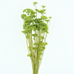 Droogbl Bewerkt H% 60cm