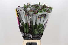 Alstr Cleo 80cm 50gram