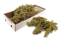 Dadels Kilo 1000gram