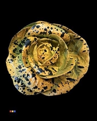 Brassica Orange + Splash Black