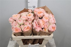 R Tr Other 50cm 55+