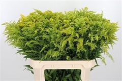 Soli Tara 80cm 40gram