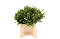 Thujopsis Dolabr Bs 50cm