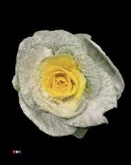 Brassica Marshmallow Yellow