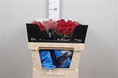 R Gr Red Naomi! 70cm 5,5cm