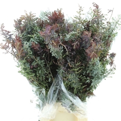 Acac B Purpurea Bs 60cm 200gram