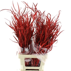 Eucalyp Klb Bs H% 70cm 200gram
