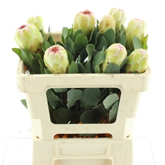 Protea Grandicolor 50cm