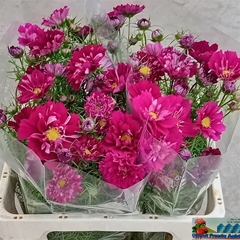 Cosmos Bipinnatus 60cm