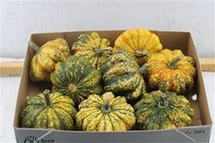 Cucurbita Other 400gram
