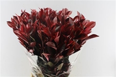 Phot X F Red Robin 90cm