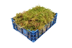 Sphagnum (VEENMOS)