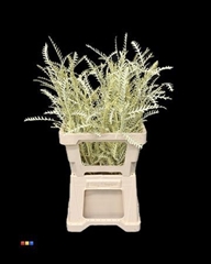 Grevillea Ivanhoe Creme