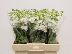 Matth Stx White 50cm 24