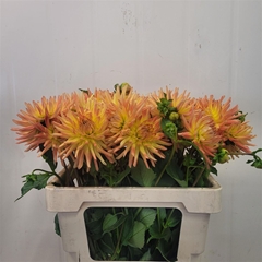 Dahl Aloha 55cm