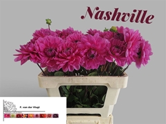 Dahl Nashville 55cm