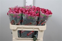 R Gr Deep Purple 70cm
