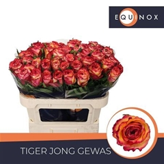 Tu En Stargazer 70cm 23