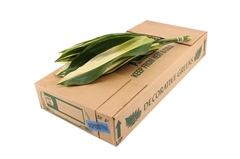 Aspidistra E Per Bunch 45cm