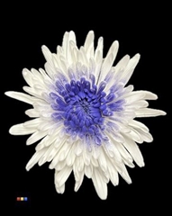 Chr G Ana White + Purple