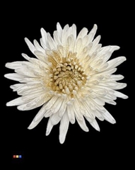 Chr G Anastasia Sparkling Gold