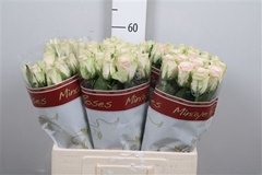 R Gr Pink Athena 60cm