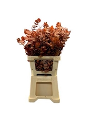 Eucalyp Klb Bs H% 70cm