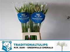 Ne Bo Greenw Emeral