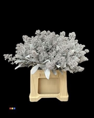 Skimmia White