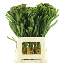 Brun Albiflora 60cm